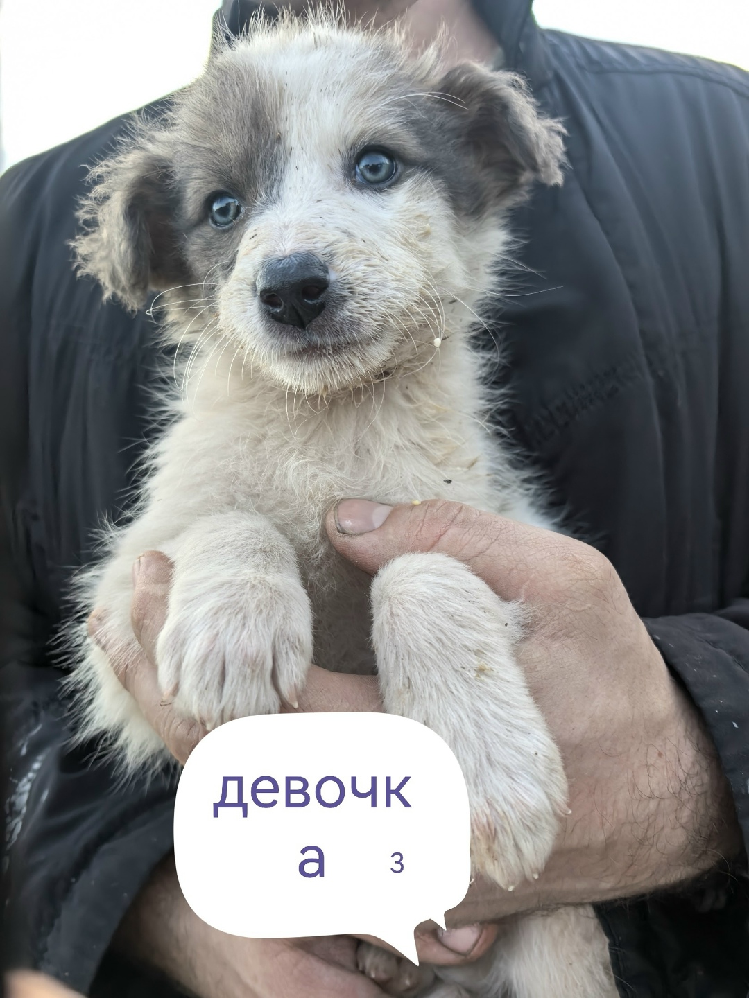 Найдена собака в Красноярске — фото объявления