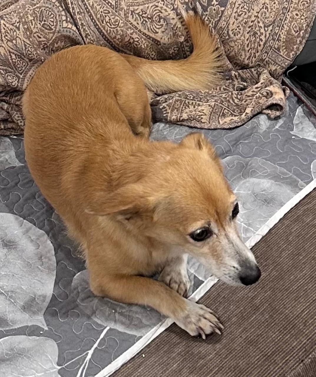 Найдена собака в Красноярске — фото объявления