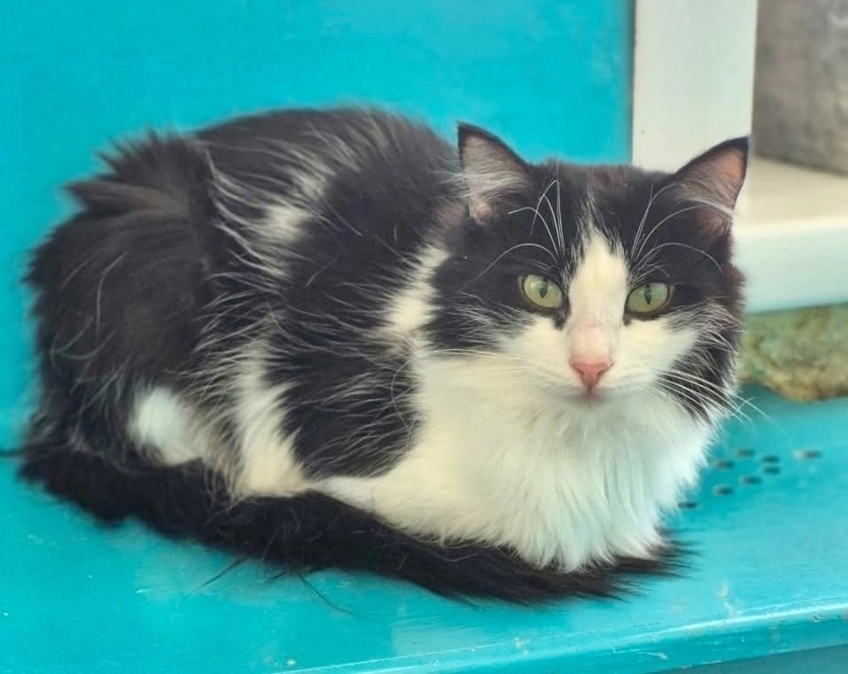 Найдена собака в Красноярске — фото объявления