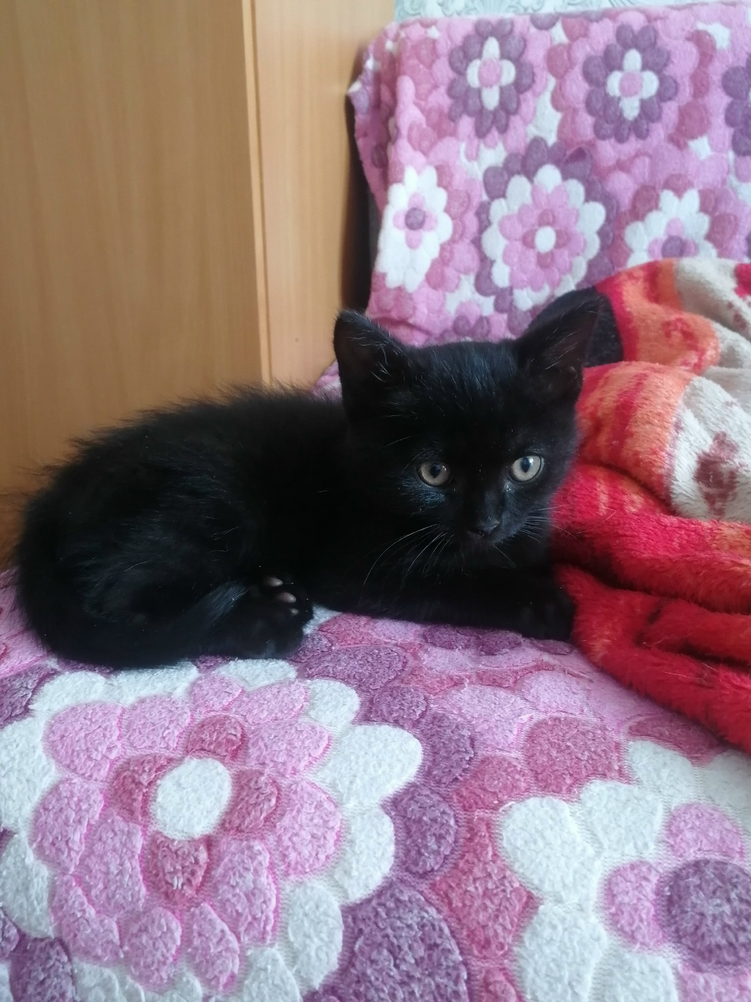 Найдена собака в Красноярске — фото объявления