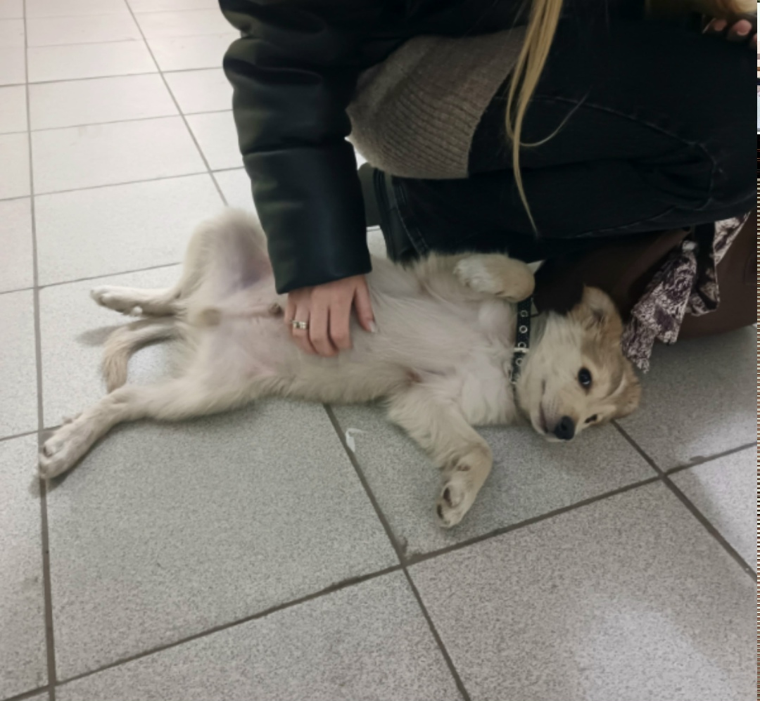 Найдена собака в Красноярске — фото объявления