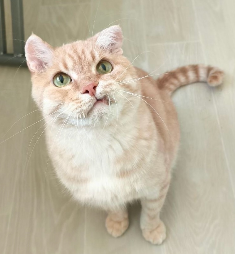 Найдена собака в Красноярске — фото объявления