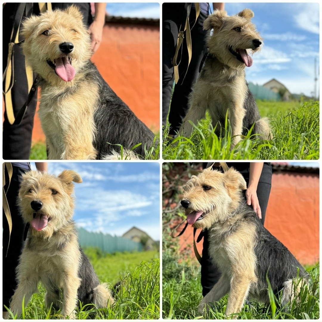 Найдена собака в Красноярске — фото объявления