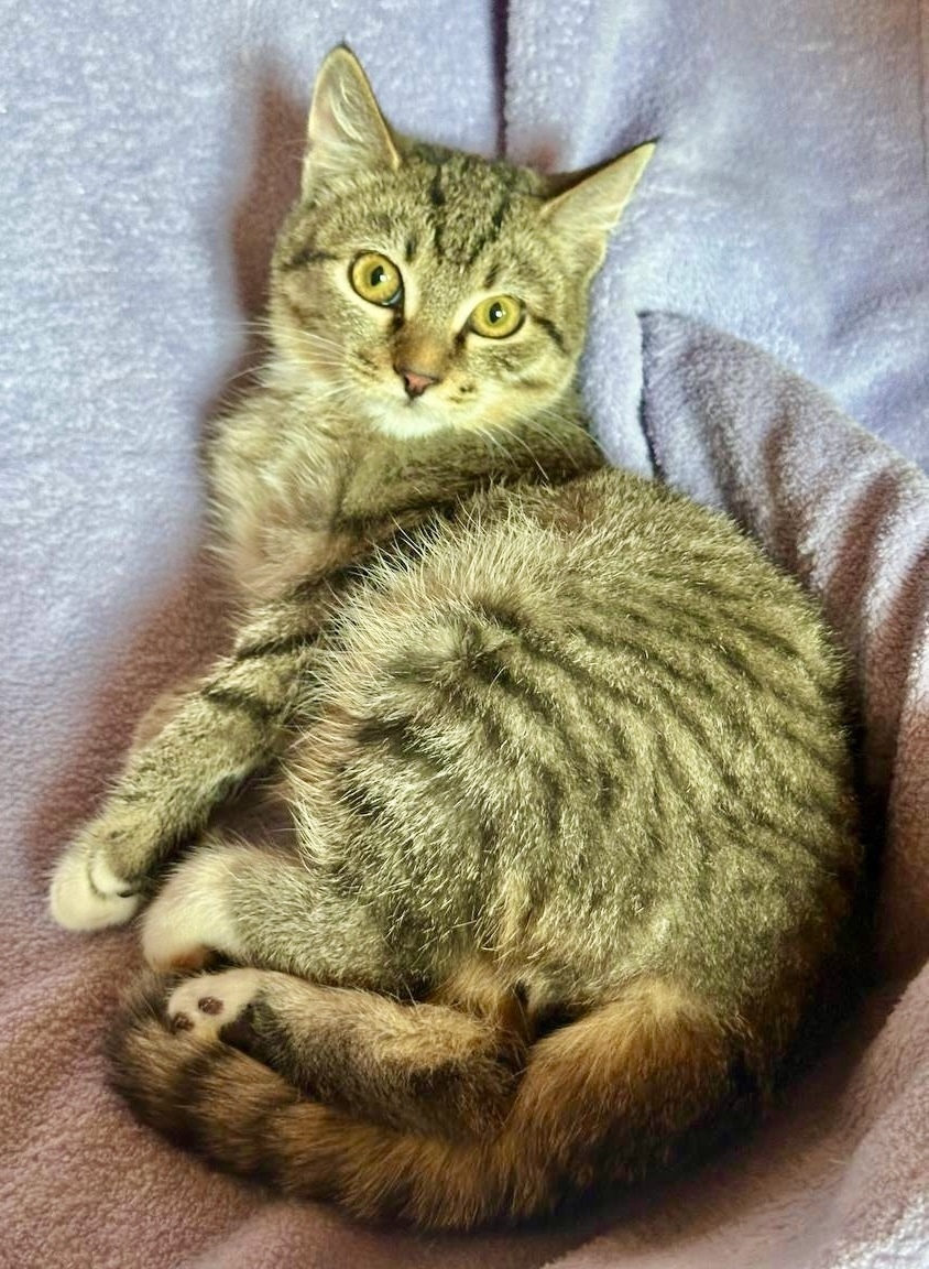 Найдена собака в Красноярске — фото объявления