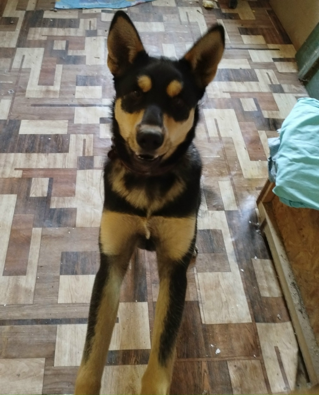 Найдена собака в Красноярске — фото объявления