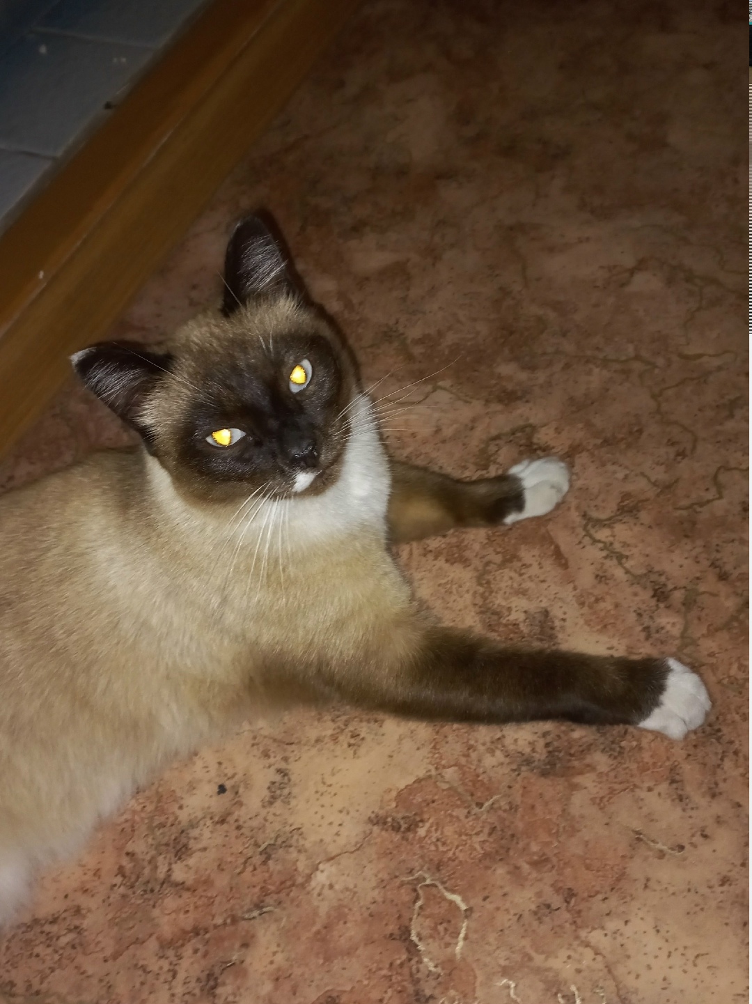 Найдена собака в Красноярске — фото объявления