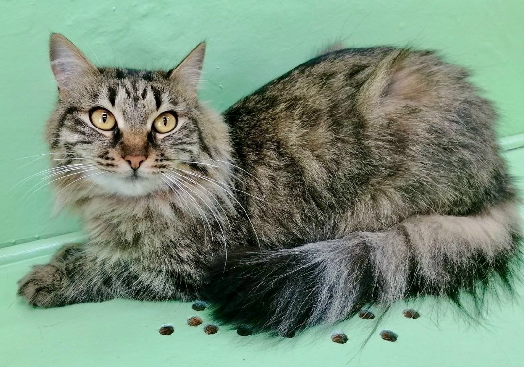 Найдена собака в Красноярске — фото объявления