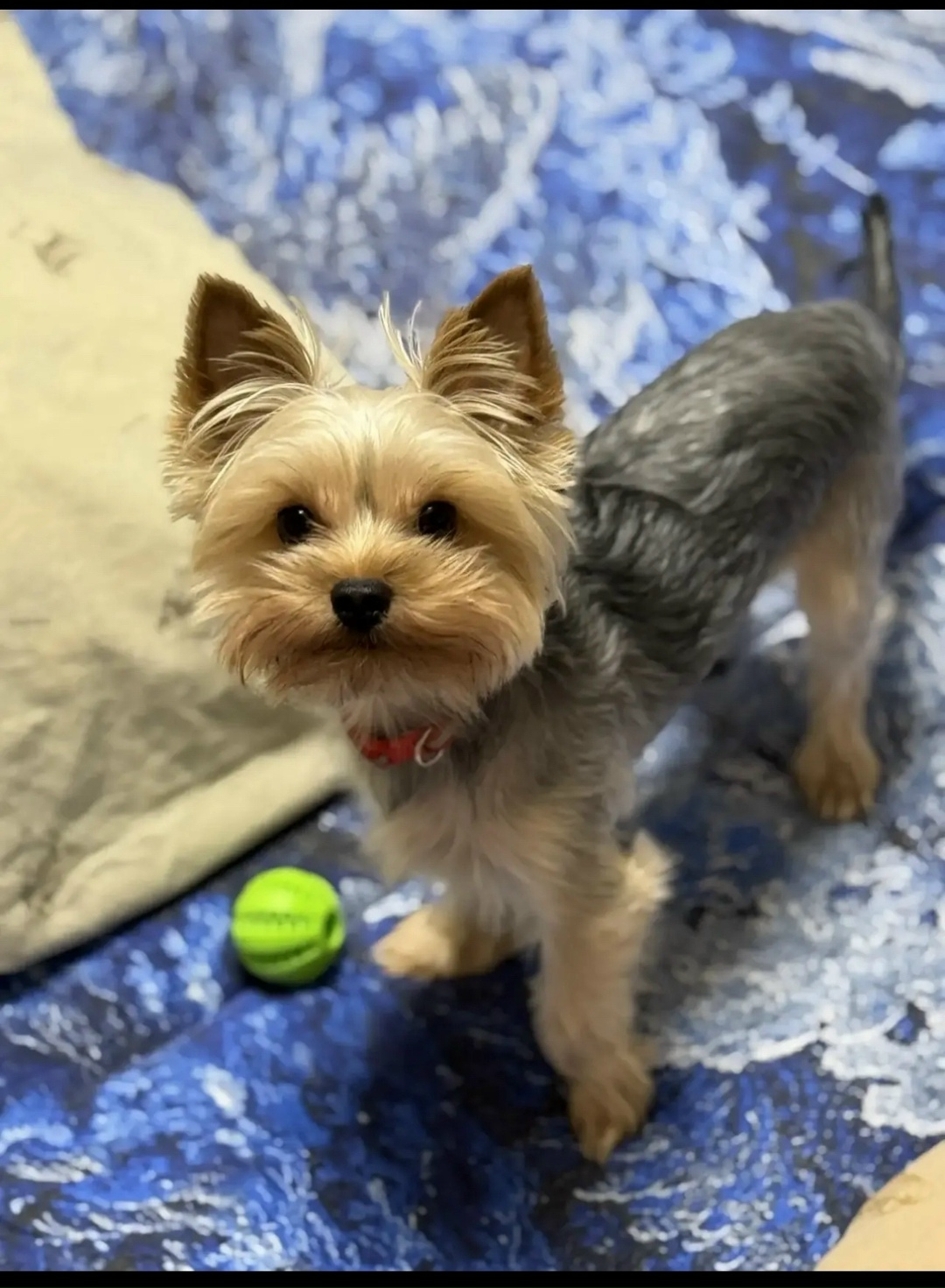 Найдена собака в Красноярске — фото объявления