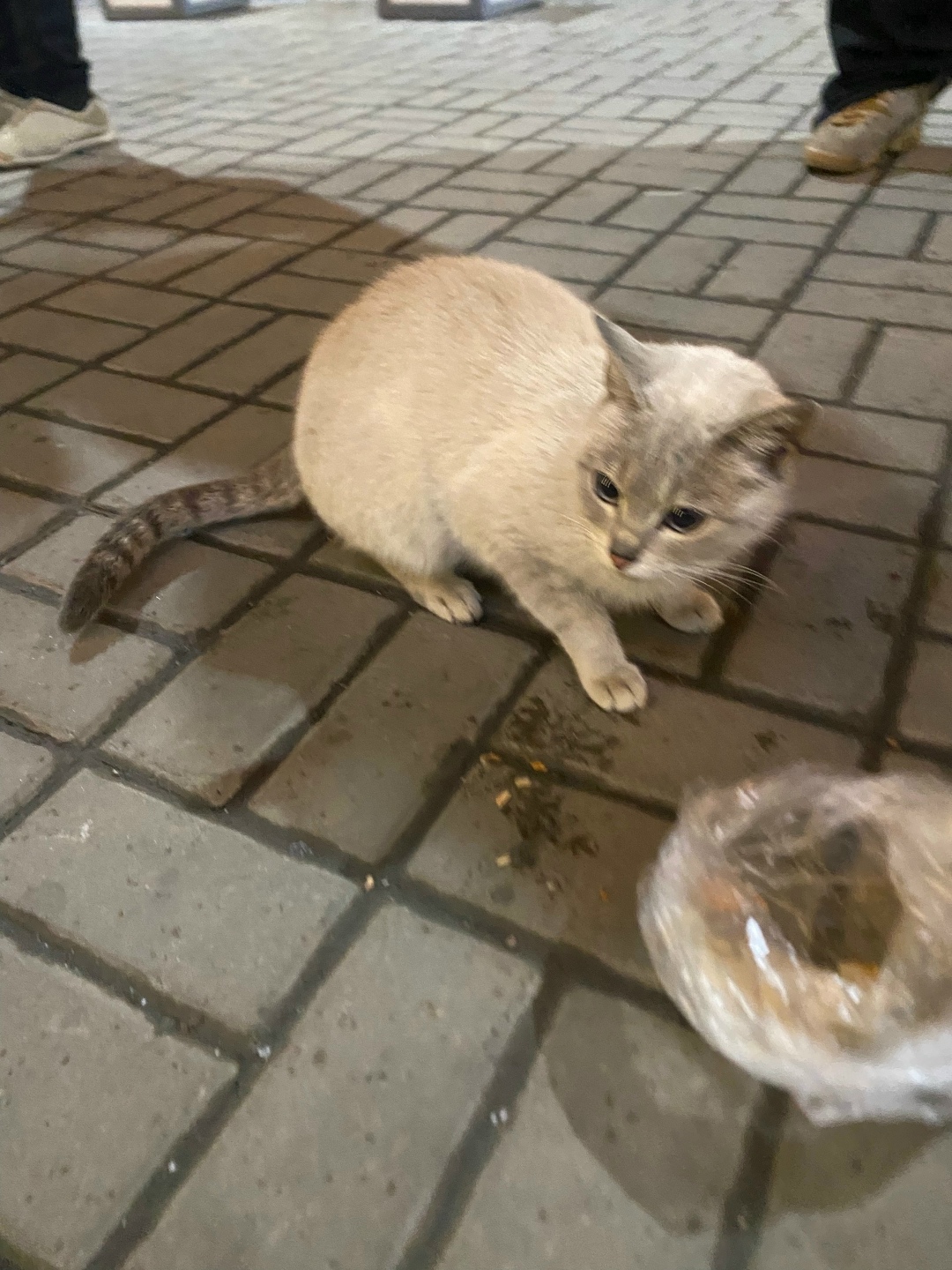 Найдена собака в Красноярске — фото объявления