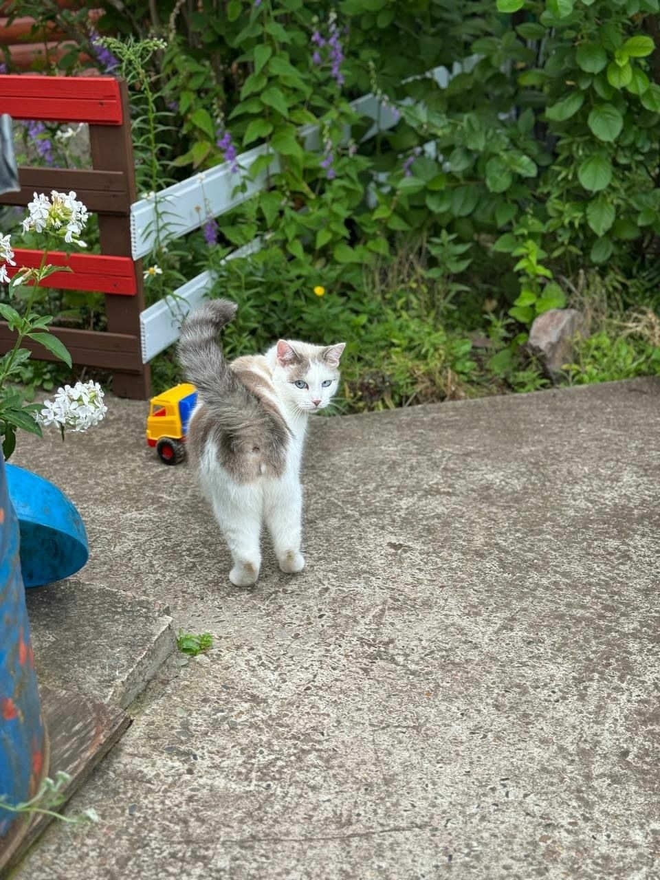 Найдена собака в Красноярске — фото объявления