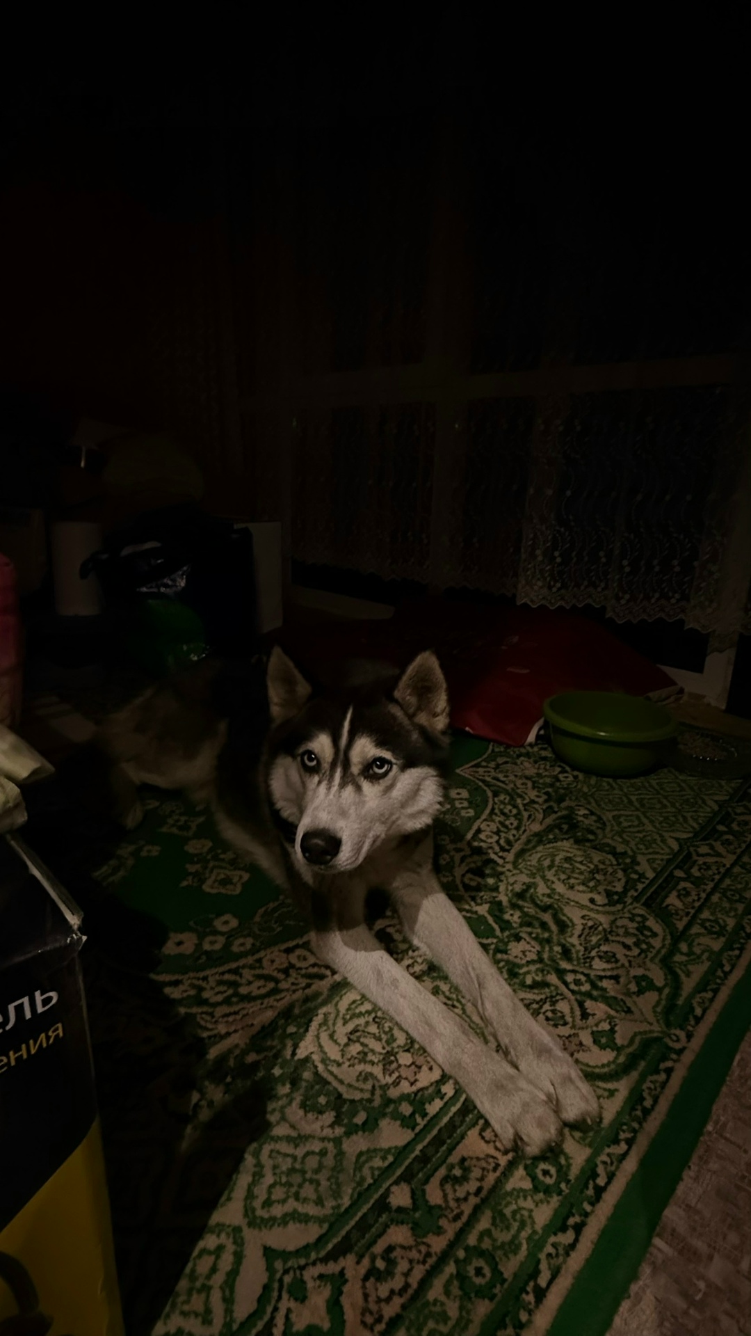 Найдена собака в Красноярске — фото объявления