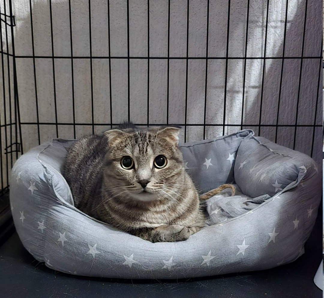 Найдена собака в Красноярске — фото объявления