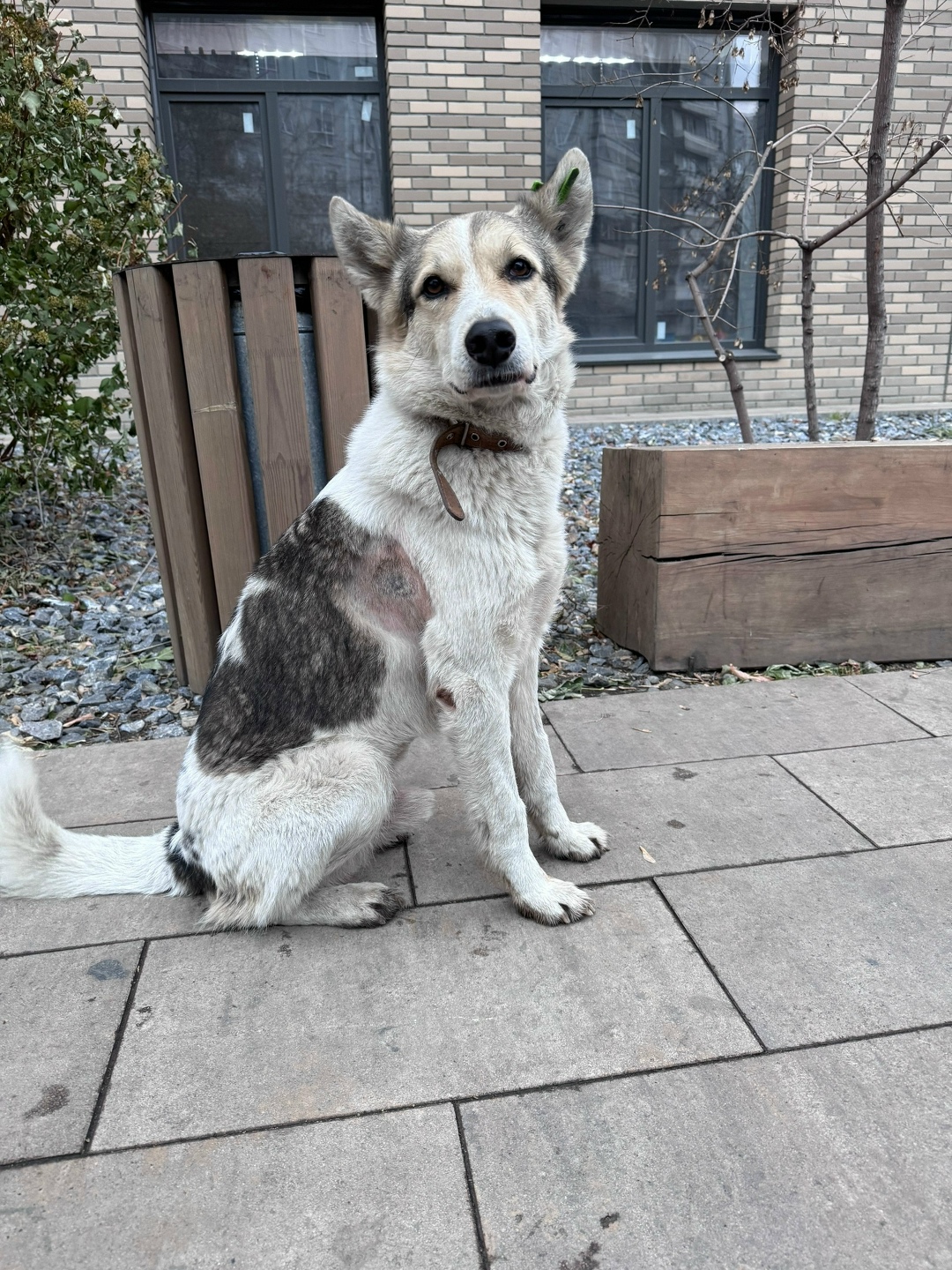 Найдена собака в Красноярске — фото объявления