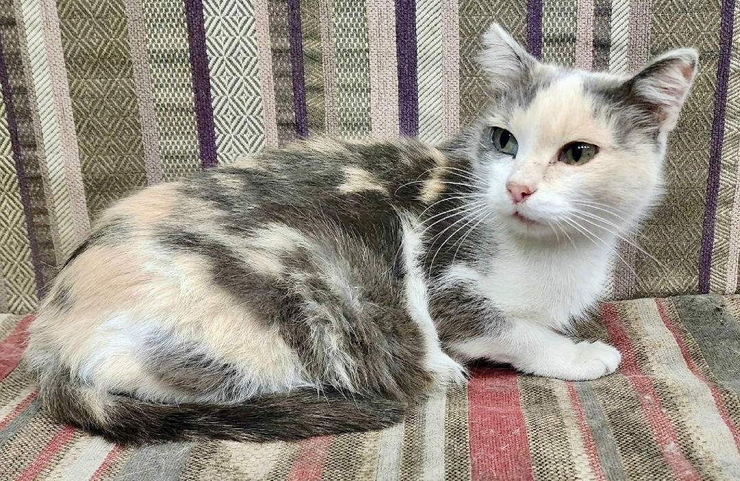 Найдена собака в Красноярске — фото объявления