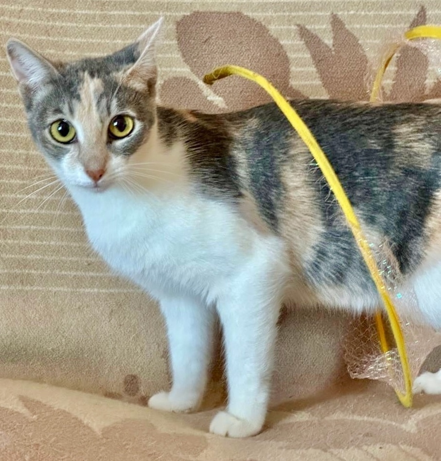 Найдена собака в Красноярске — фото объявления