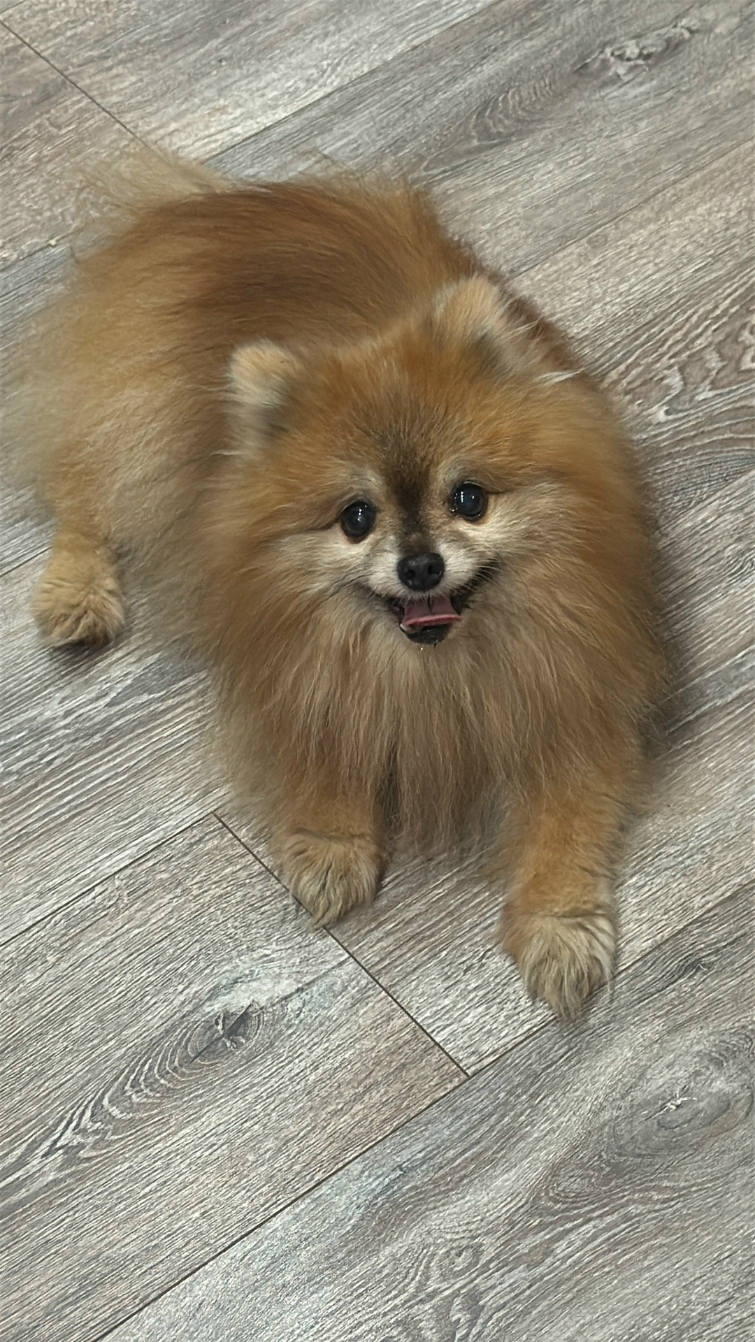 Найдена собака в Красноярске — фото объявления