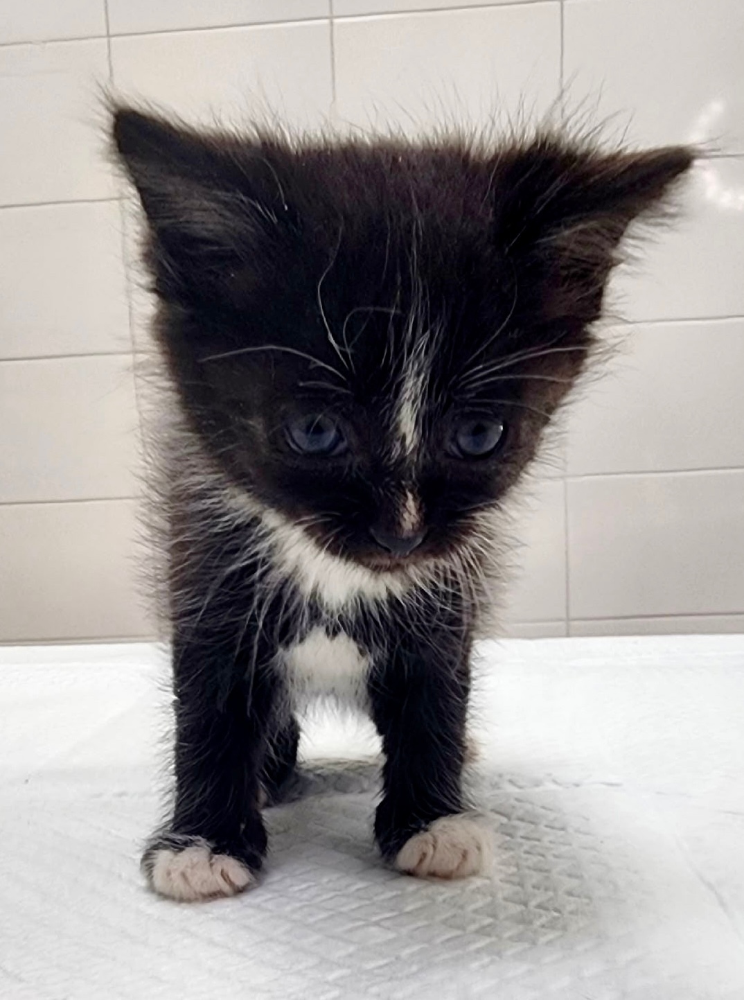 Найдена собака в Красноярске — фото объявления