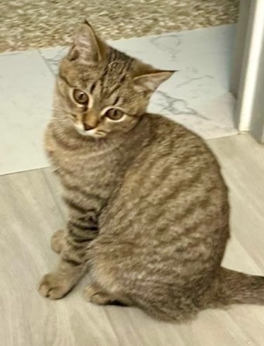 Найдена собака в Красноярске — фото объявления