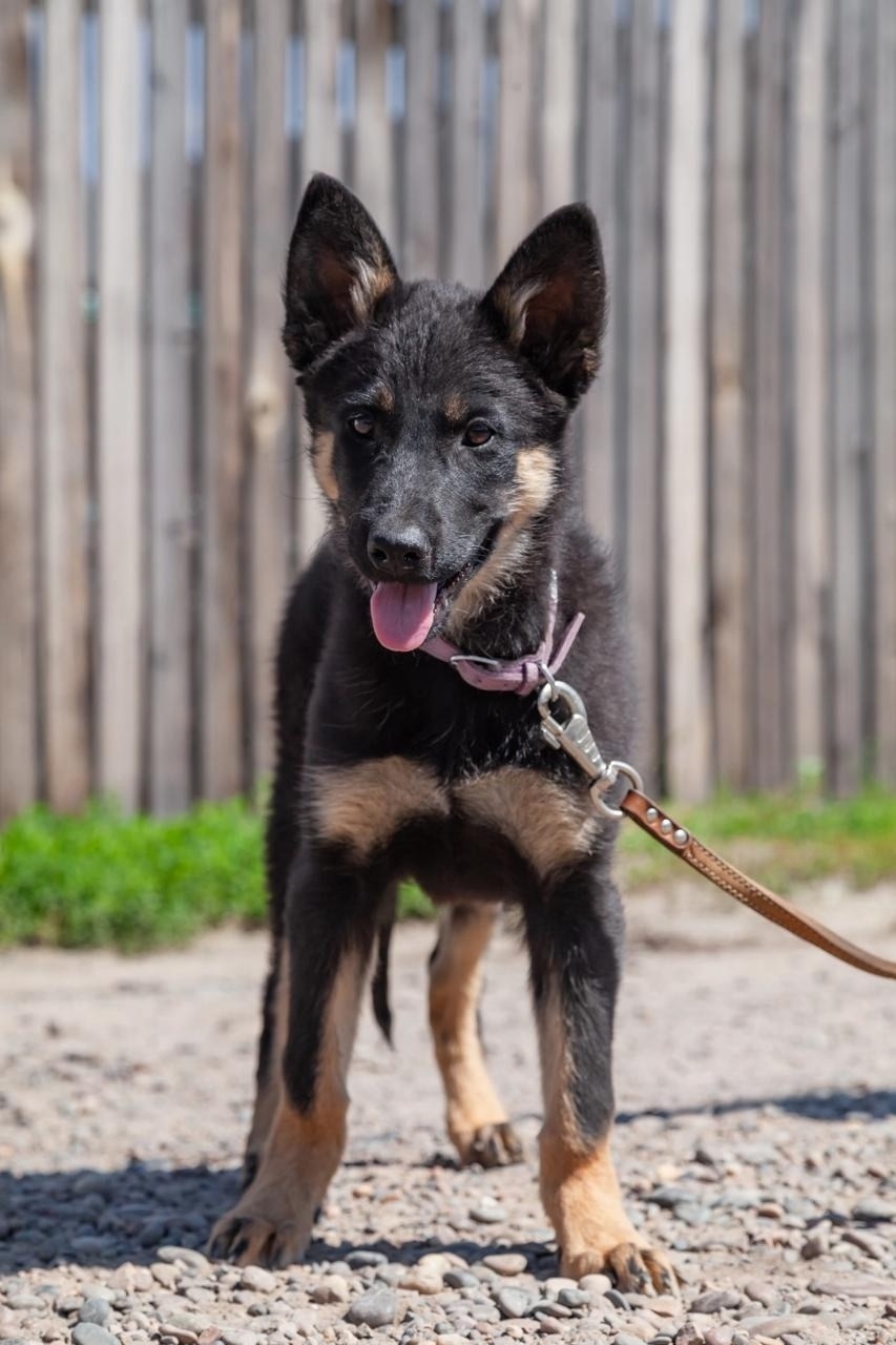 Найдена собака в Красноярске — фото объявления