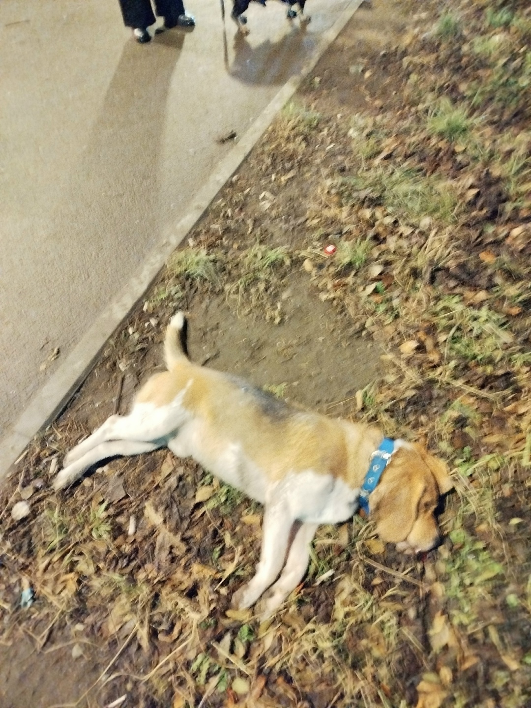 Найдена собака в Красноярске — фото объявления