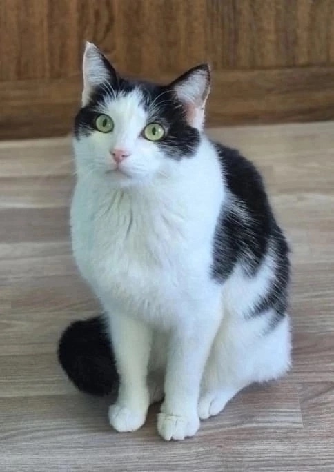 Найдена собака в Красноярске — фото объявления