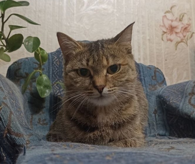 Найдена собака в Красноярске — фото объявления