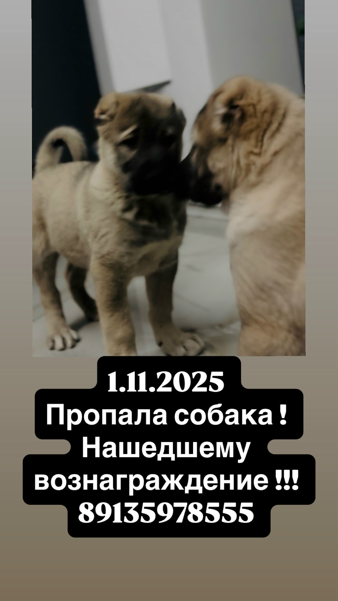 Найдена собака в Красноярске — фото объявления