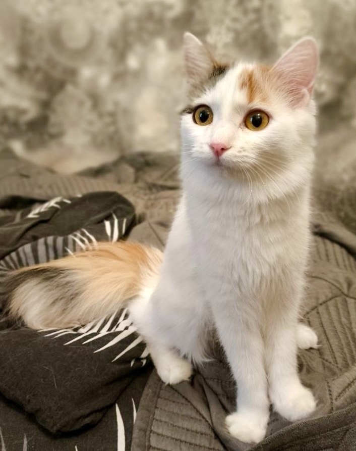 Найдена собака в Красноярске — фото объявления