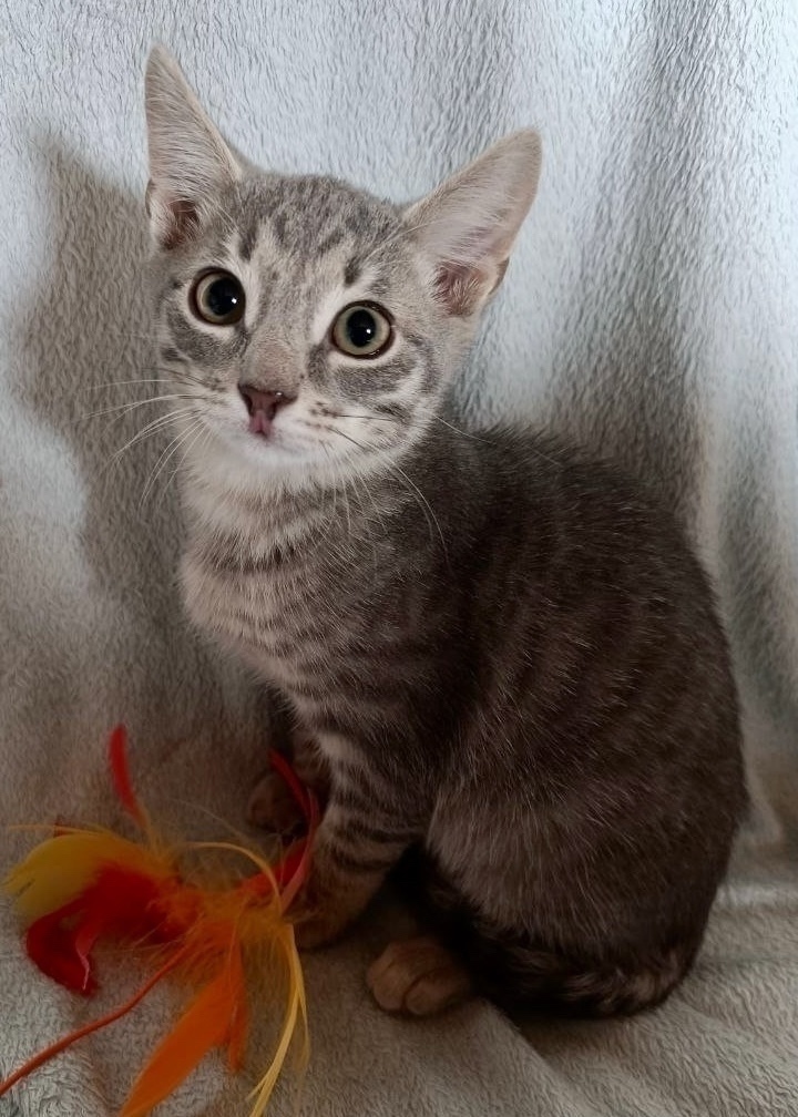 Найдена собака в Красноярске — фото объявления