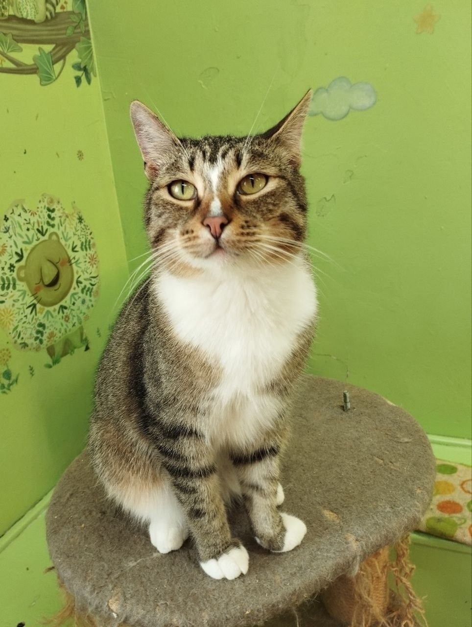 Найдена собака в Красноярске — фото объявления