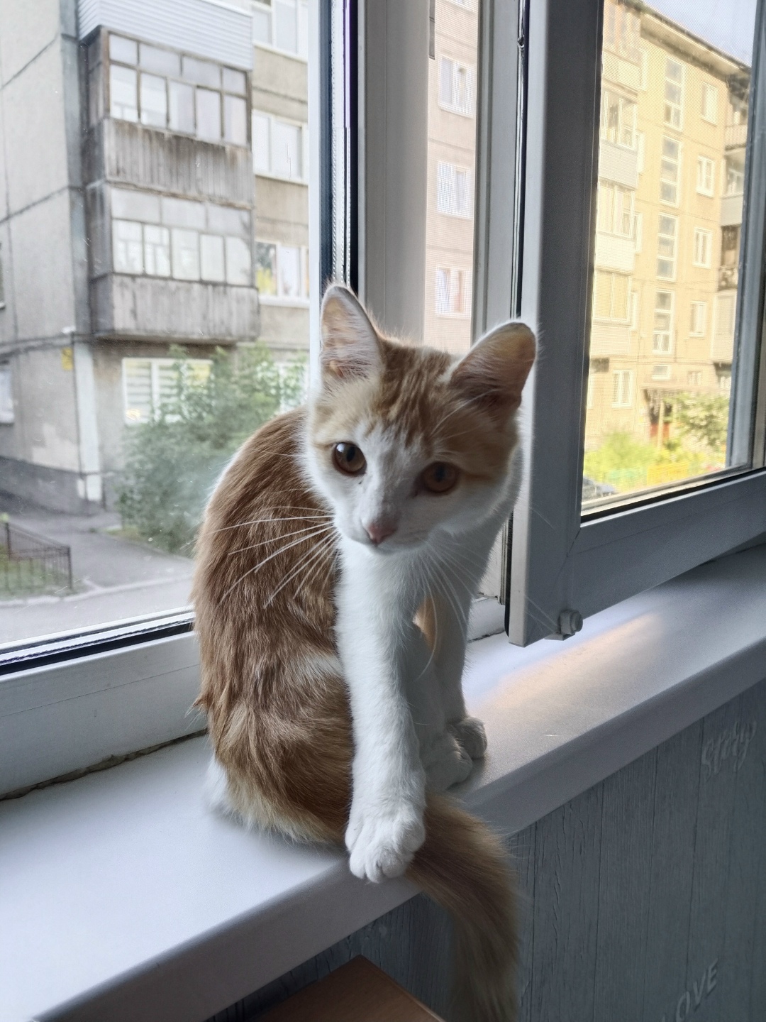 Найдена собака в Красноярске — фото объявления