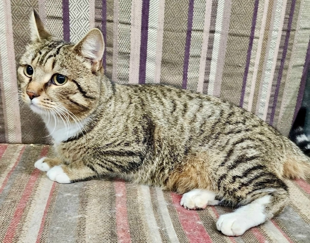 Найдена собака в Красноярске — фото объявления