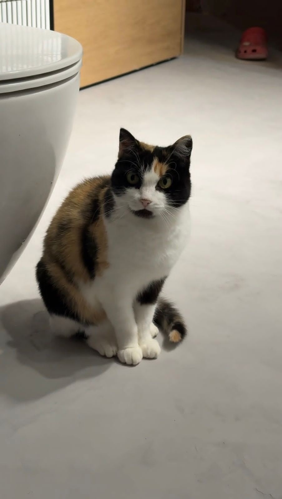 Найдена собака в Красноярске — фото объявления