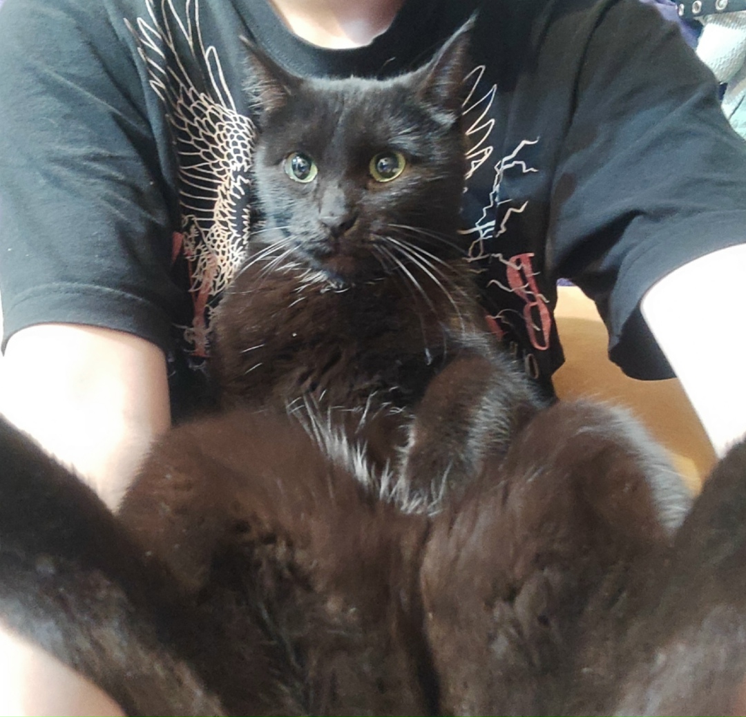 Найдена собака в Красноярске — фото объявления