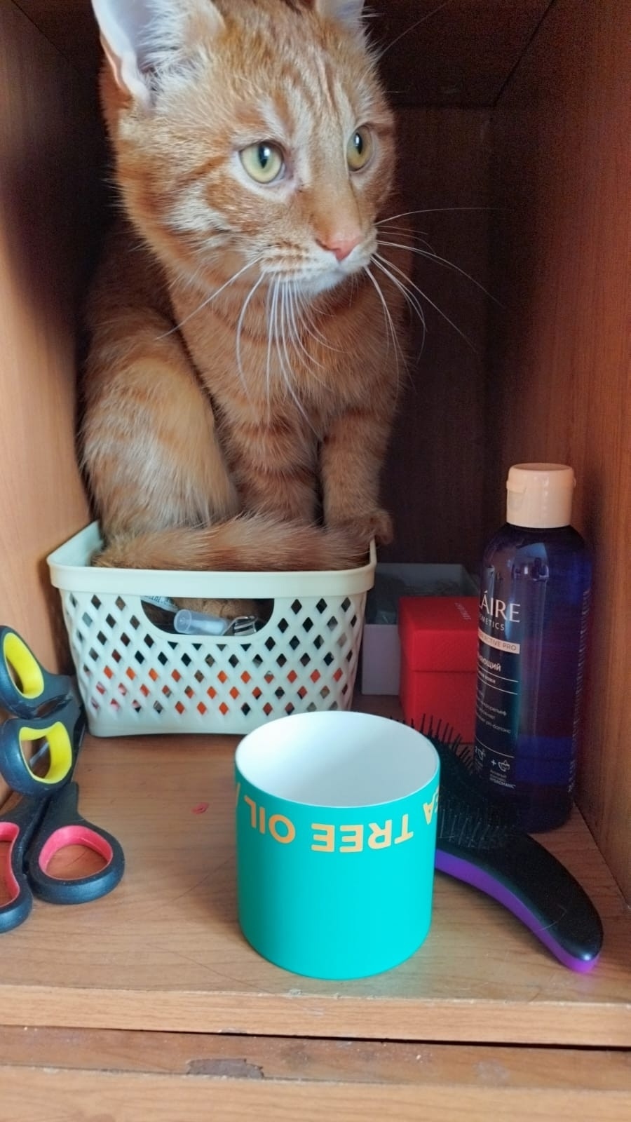 Найдена собака в Красноярске — фото объявления