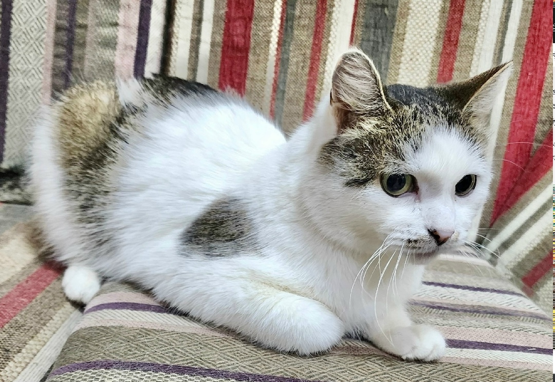 Найдена собака в Красноярске — фото объявления