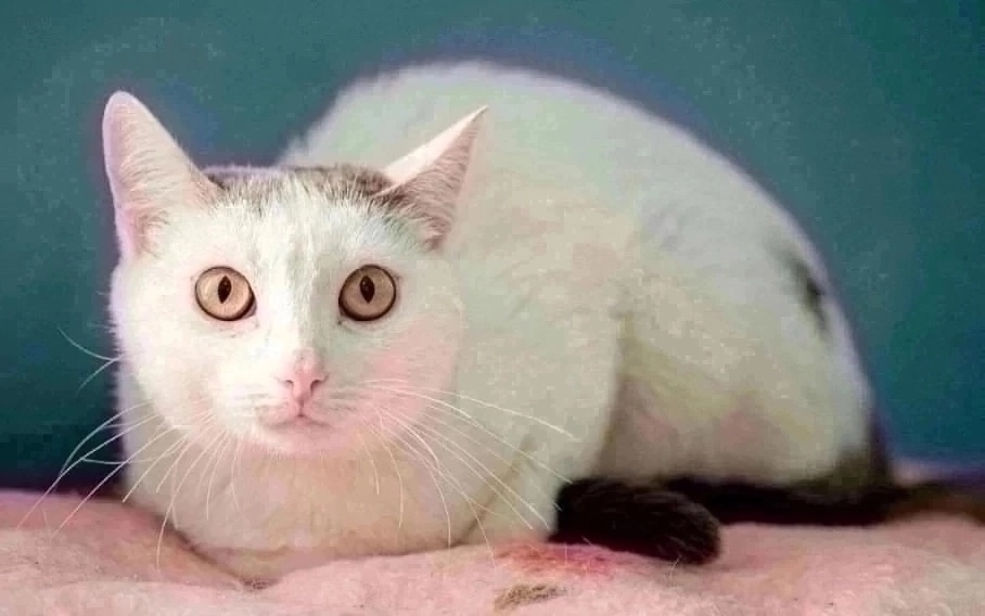 Найдена собака в Красноярске — фото объявления