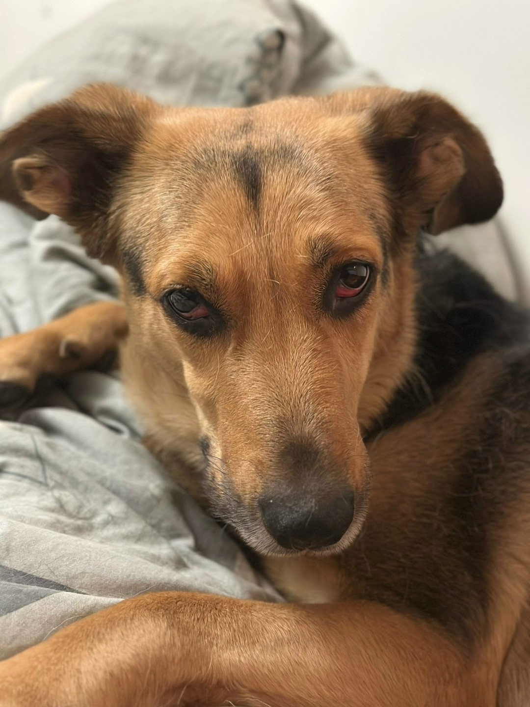 Найдена собака в Красноярске — фото объявления