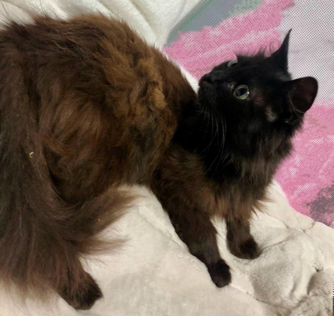 Найдена собака в Красноярске — фото объявления