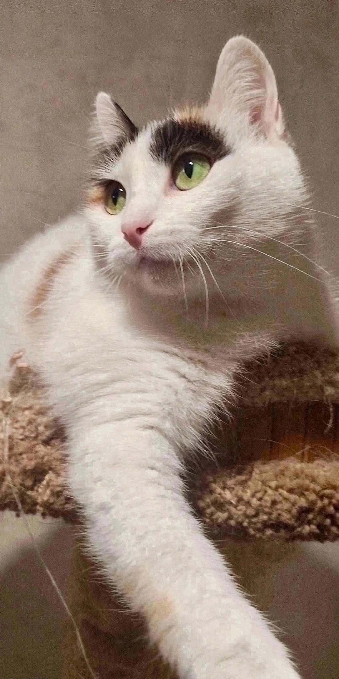 Найдена собака в Красноярске — фото объявления