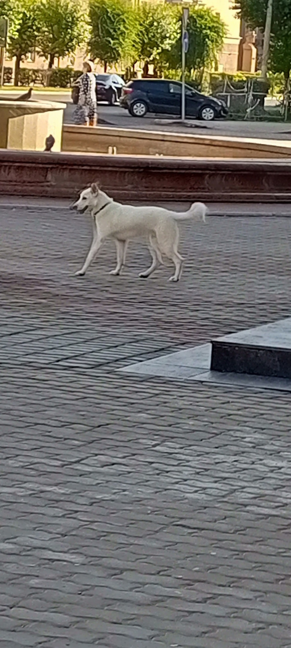 Найдена собака в Красноярске — фото объявления