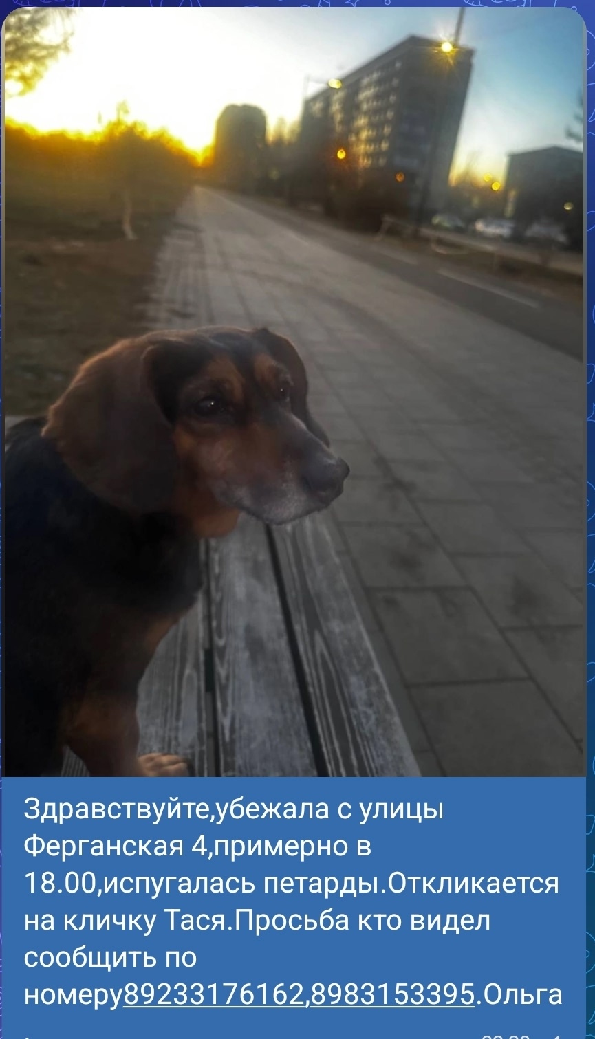 Найдена собака в Красноярске — фото объявления