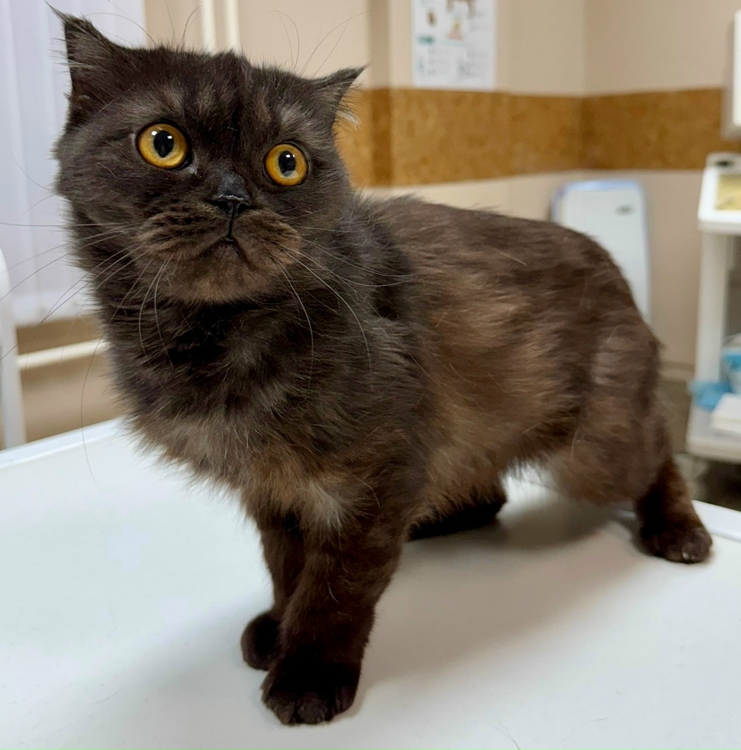 Найдена собака в Красноярске — фото объявления