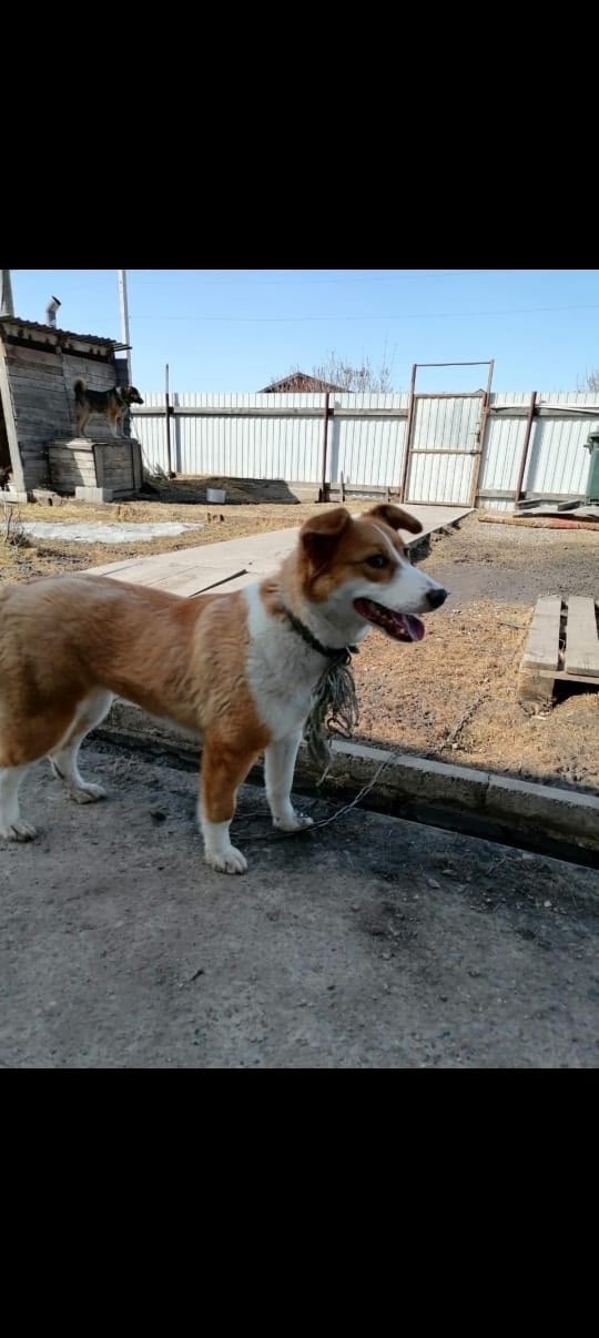 Найдена собака в Красноярске — фото объявления