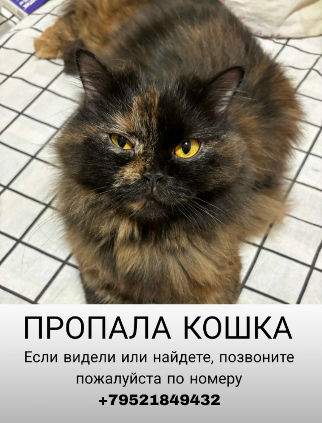 Пропала кошка в Красноярске — фото объявления
