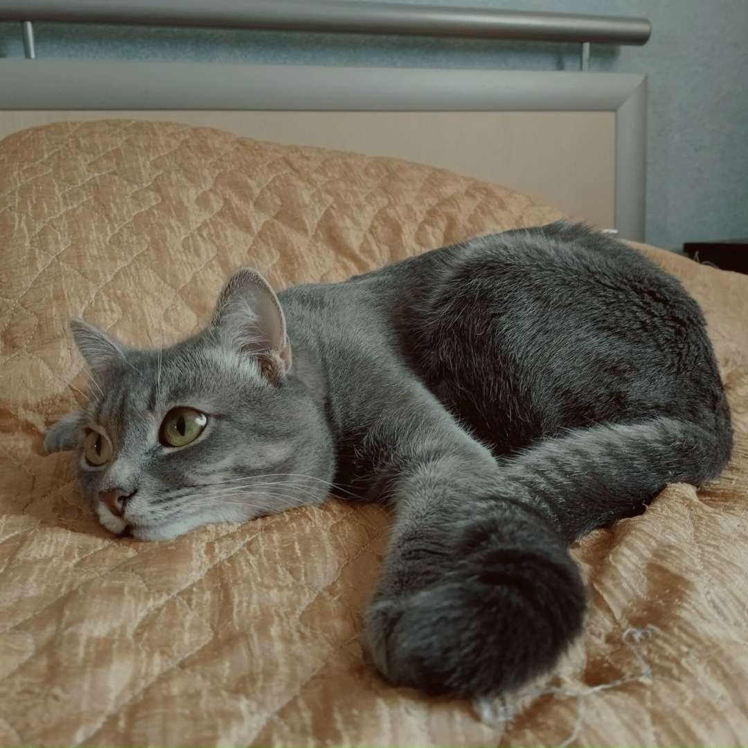 Найдена собака в Красноярске — фото объявления