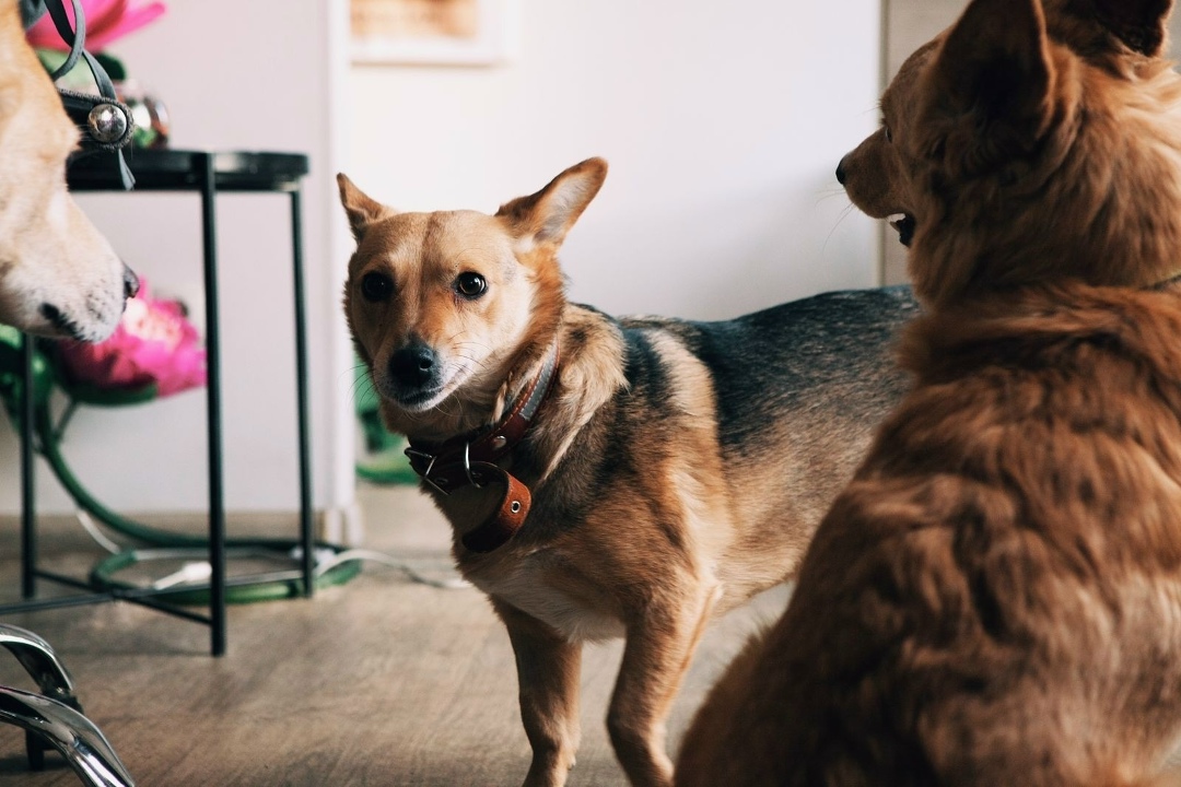 Найдена собака в Красноярске — фото объявления