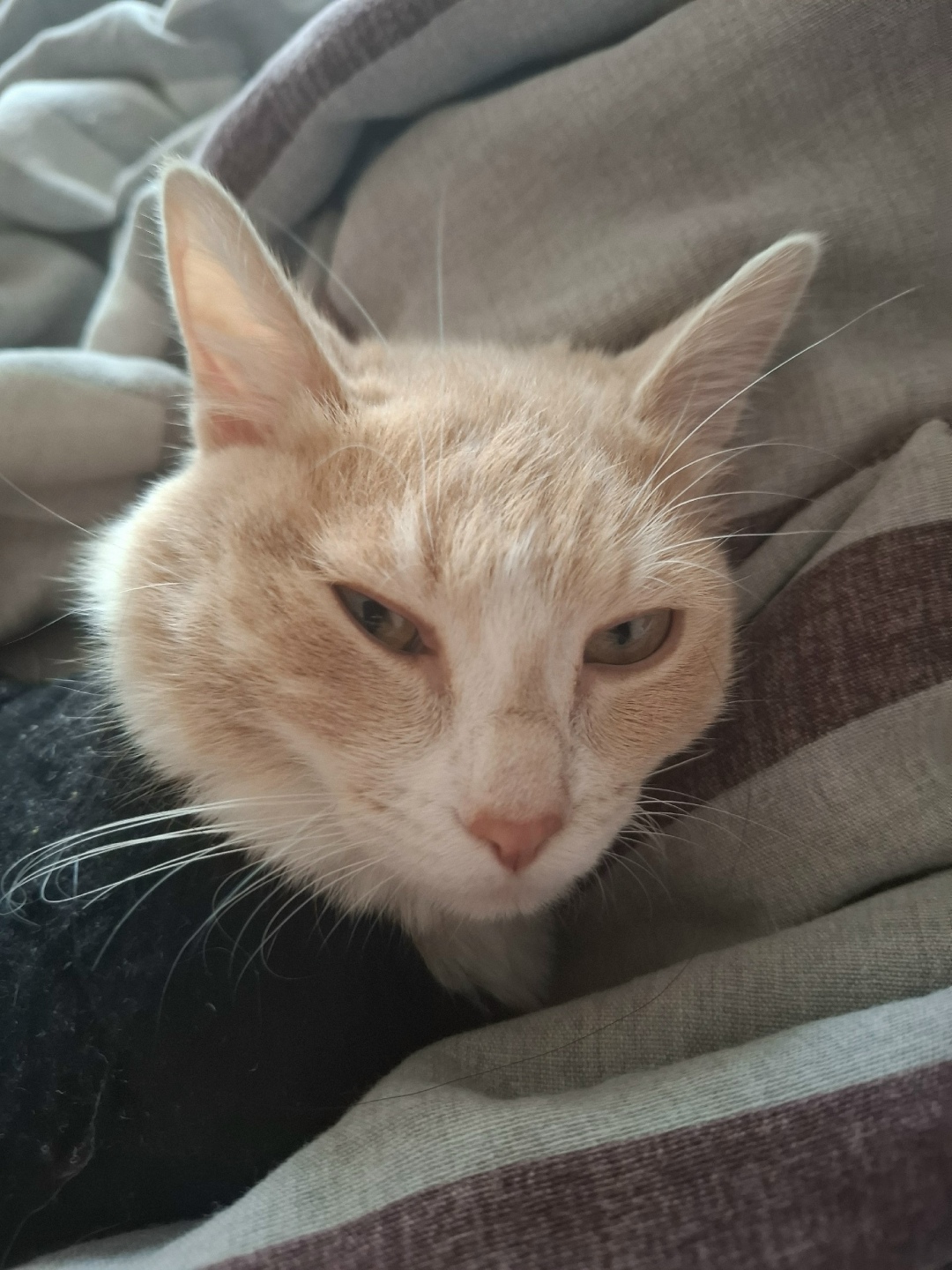 Найдена собака в Красноярске — фото объявления