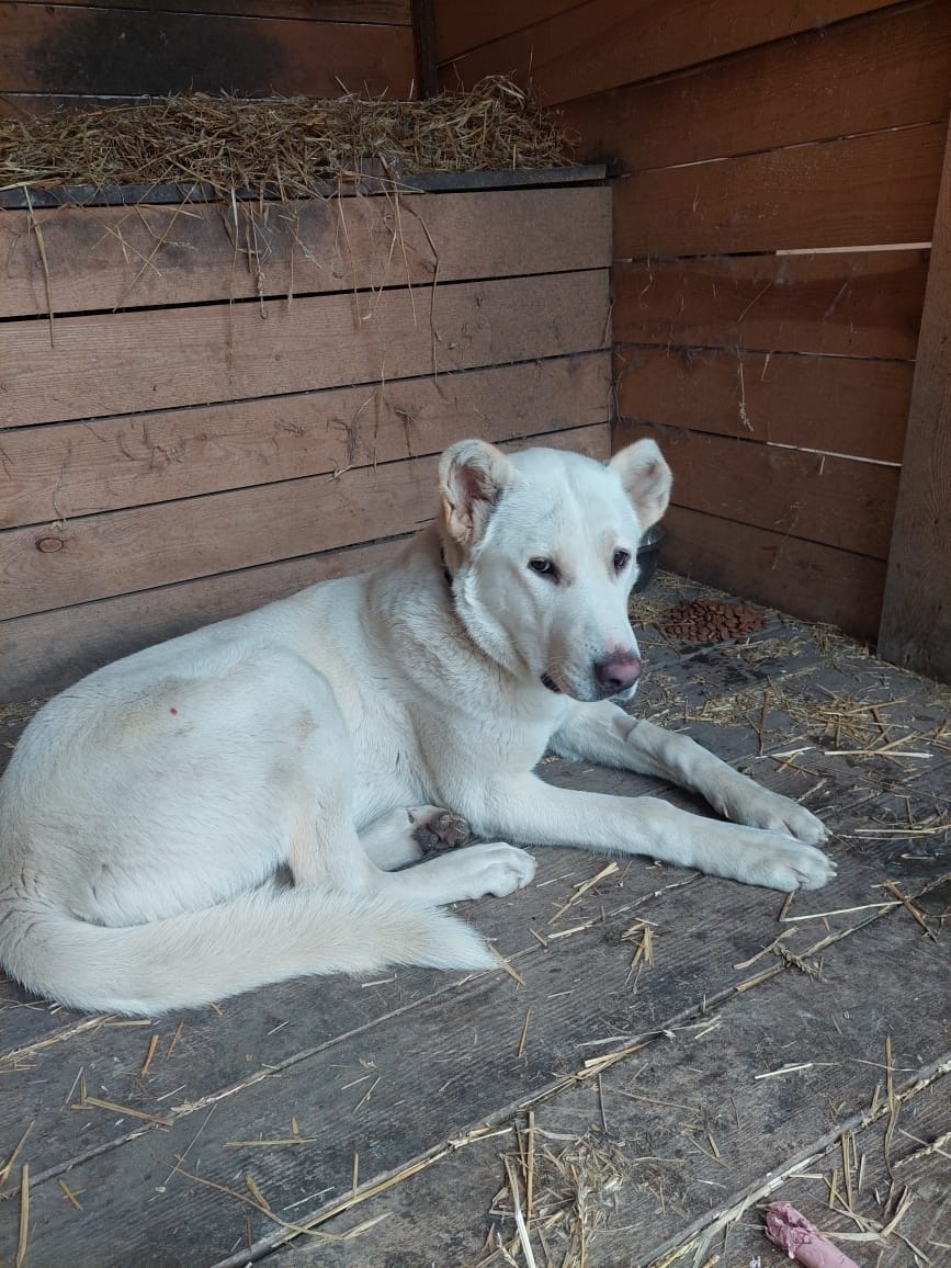 Найдена собака в Красноярске — фото объявления