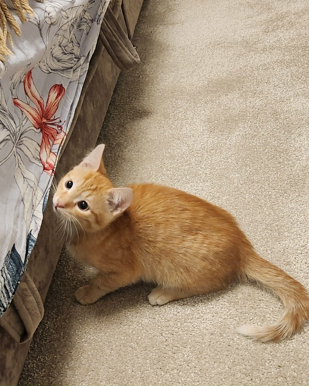 Найдена собака в Красноярске — фото объявления